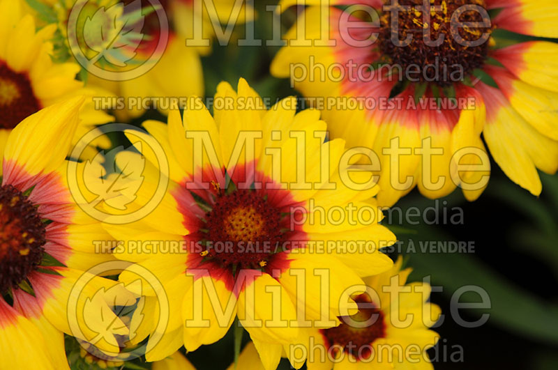 Gaillardia Lunar Harvest Moon (Blanket Flower) 2