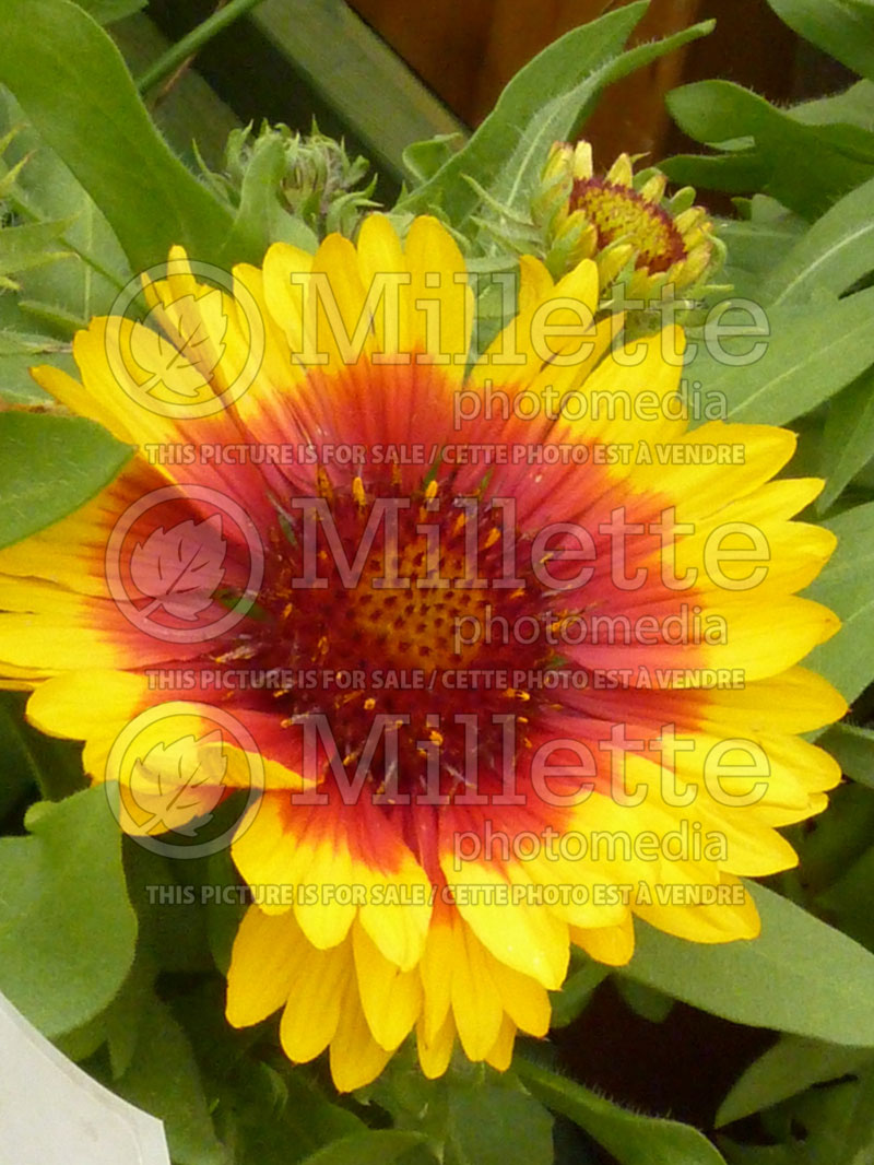 Gaillardia Mesa Bright Bicolor (Blanket Flower)  3