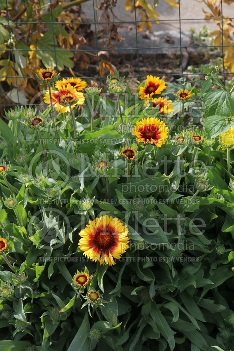 Gaillardia Mesa Bright Bicolor (Blanket Flower)  4