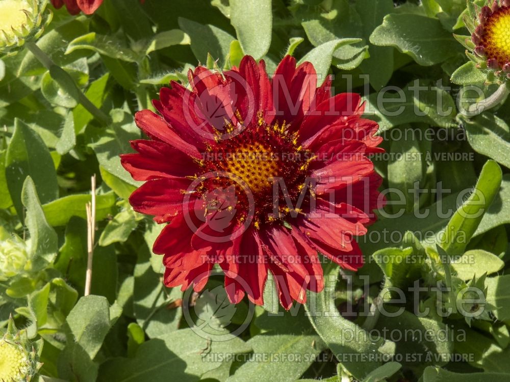 Gaillardia Mesa Red (Blanket flower) 3 