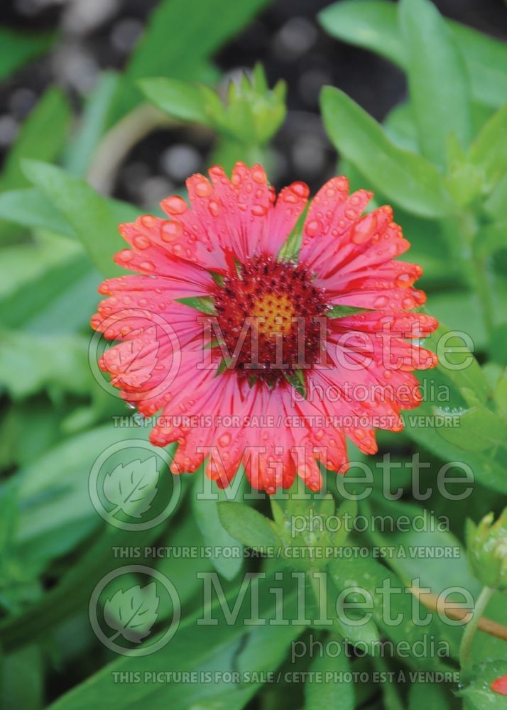 Gaillardia Mesa Red (Blanket flower) 4 