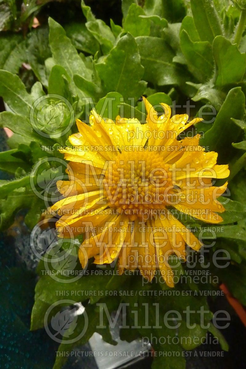 Gaillardia Mesa Yellow (Blanket Flower) 3