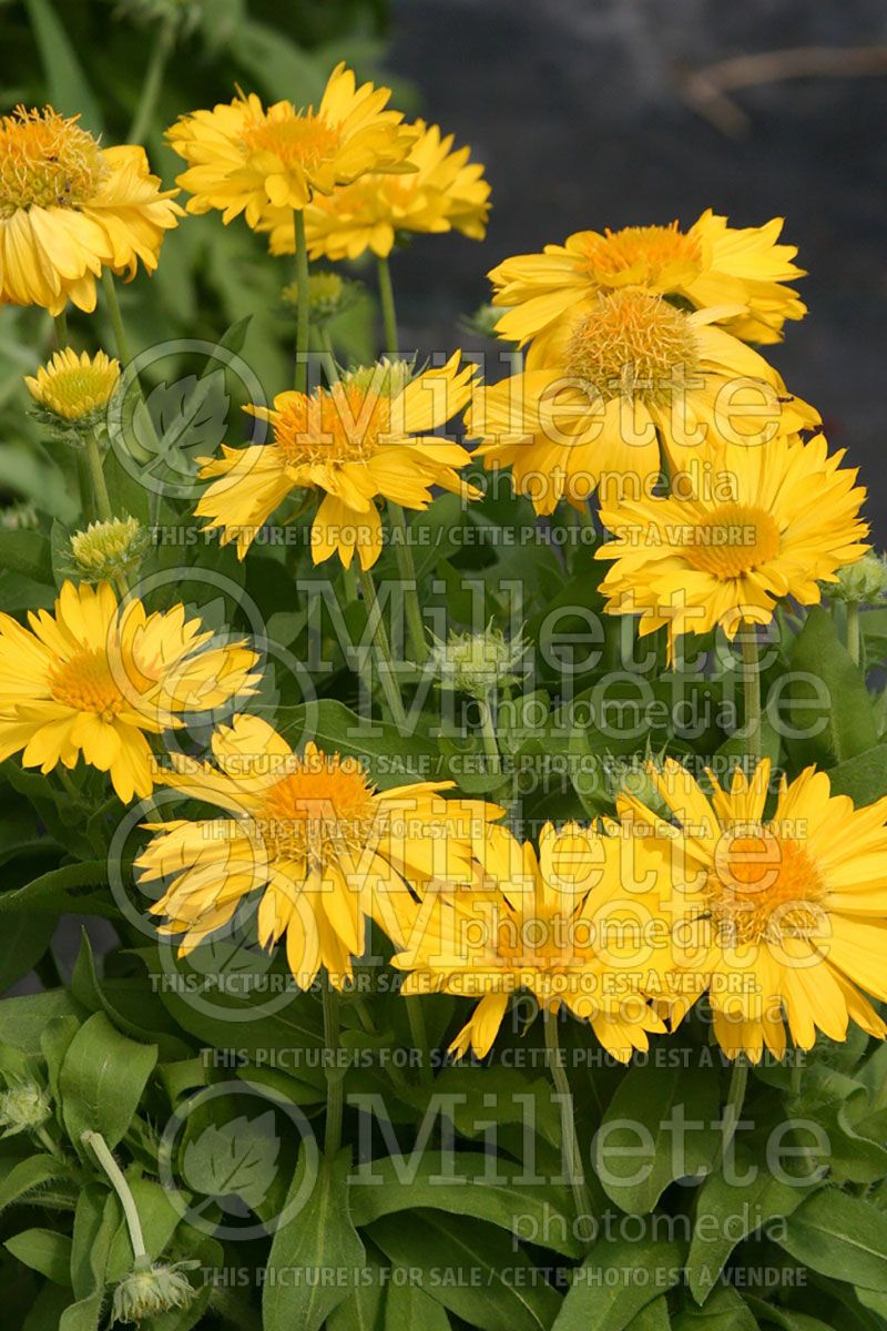 Gaillardia Mesa Yellow (Blanket Flower) 6