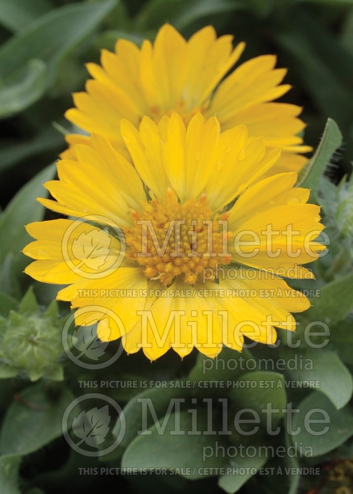 Gaillardia Mesa Yellow (Blanket Flower) 9