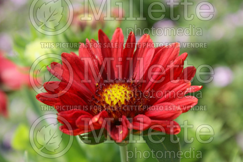 Gaillardia Sunburst Burgundy (Blanket Flower) 1