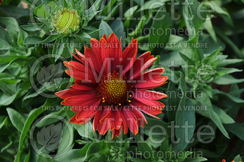 Gaillardia Sunburst Burgundy Picotee (Blanket Flower) 3