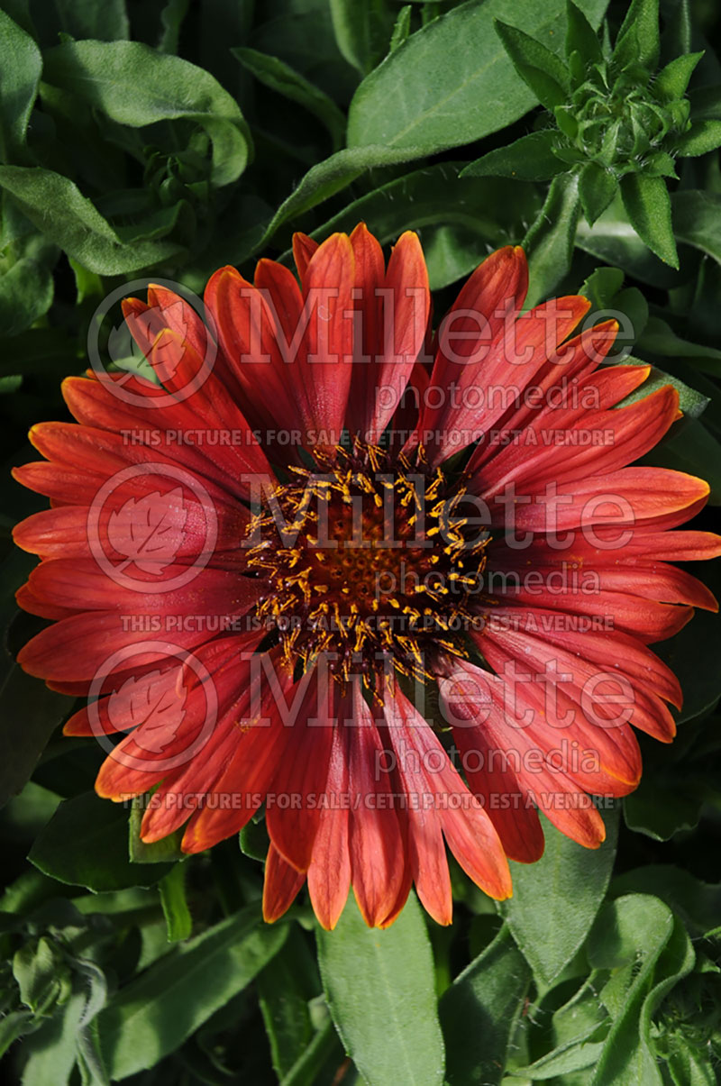 Gaillardia Sunburst Burgundy Picotee (Blanket Flower) 2