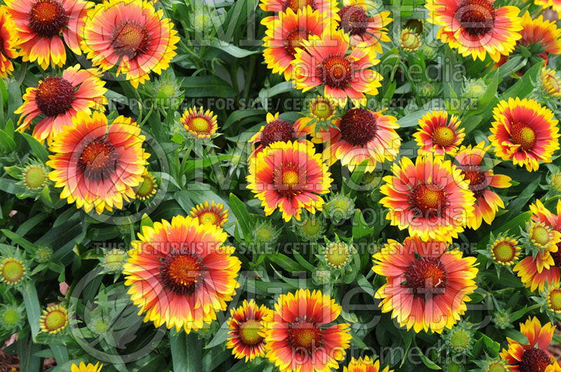 Gaillardia Sunburst Scarlet Halo (Blanket Flower) 1