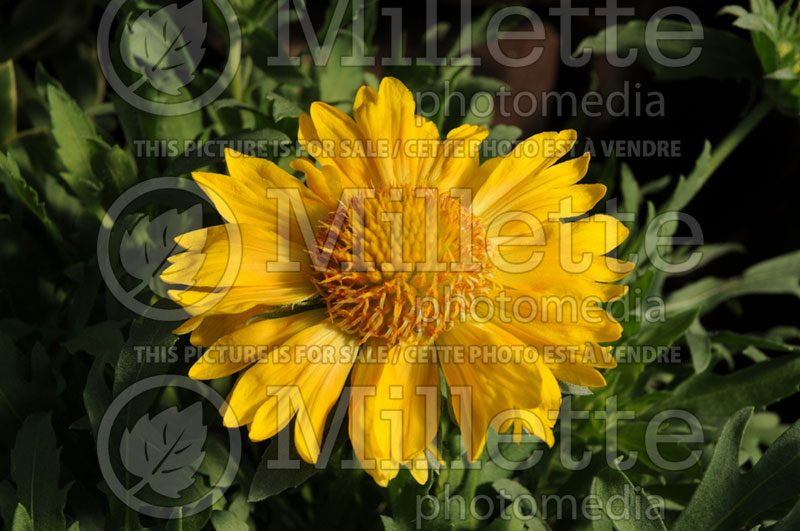 Gaillardia aristata Sunburst Tangerine (Blanket Flower) 1