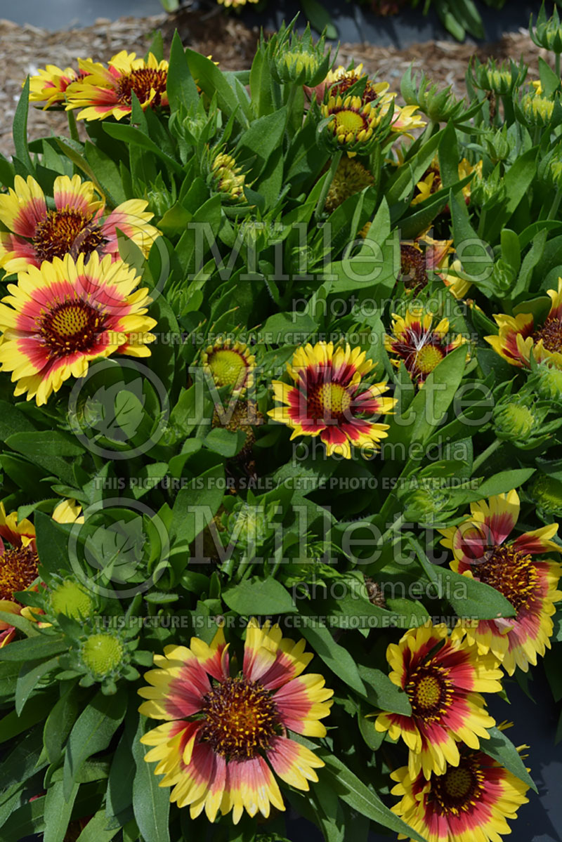 Gaillardia Sunset Mexican (Blanket Flower) 2