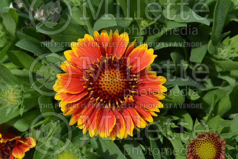 Gaillardia Sunset Sunrise  (Blanket Flower) 1