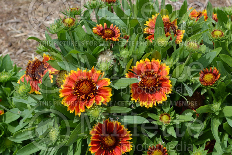 Gaillardia Sunset Sunrise  (Blanket Flower) 2