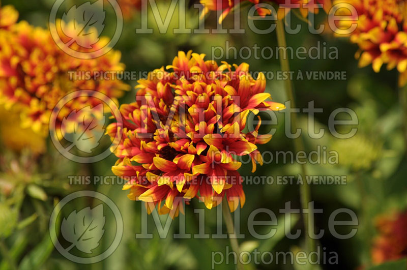 Gaillardia Tangerine Spark (Blanket Flower) 1 