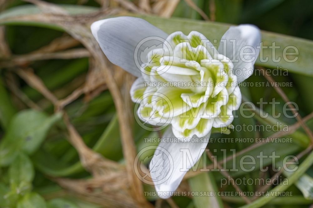 Galanthus Flore Pleno (Snowdrop) 3 