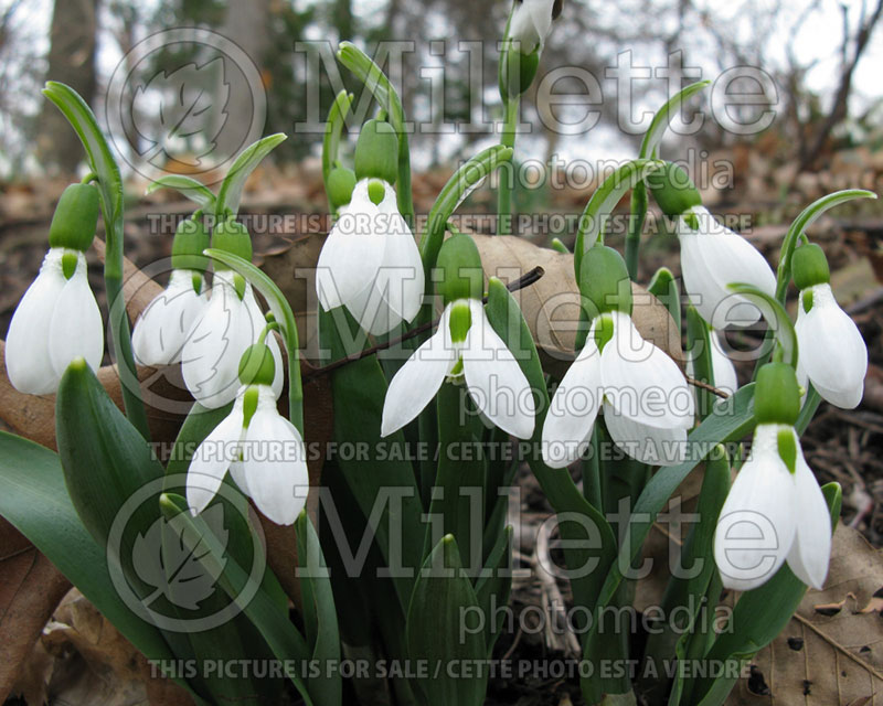 Galanthus elwesii (Snowdrop)  1 