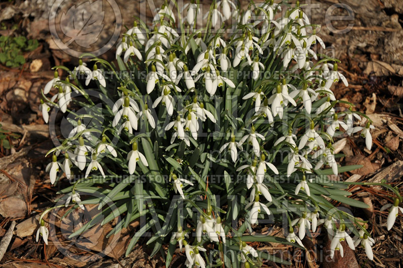 Galanthus nivalis (Snowdrop)  3 