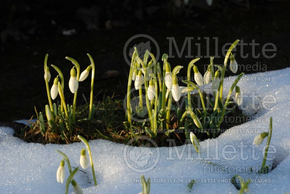 Galanthus nivalis (Snowdrop)  2 