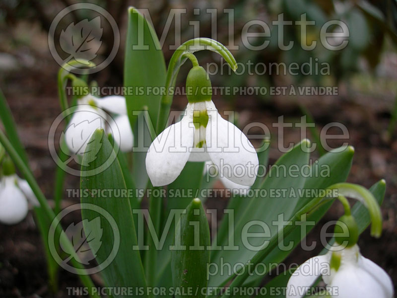 Galanthus Flore Pleno (Snowdrop)  1 