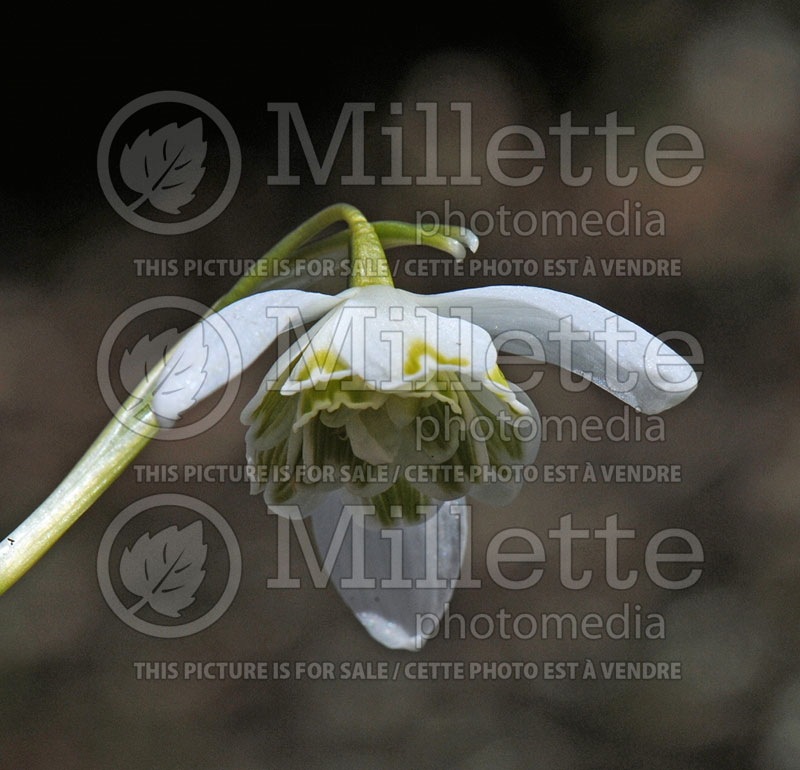 Galanthus Flore Pleno (Snowdrop)  2 