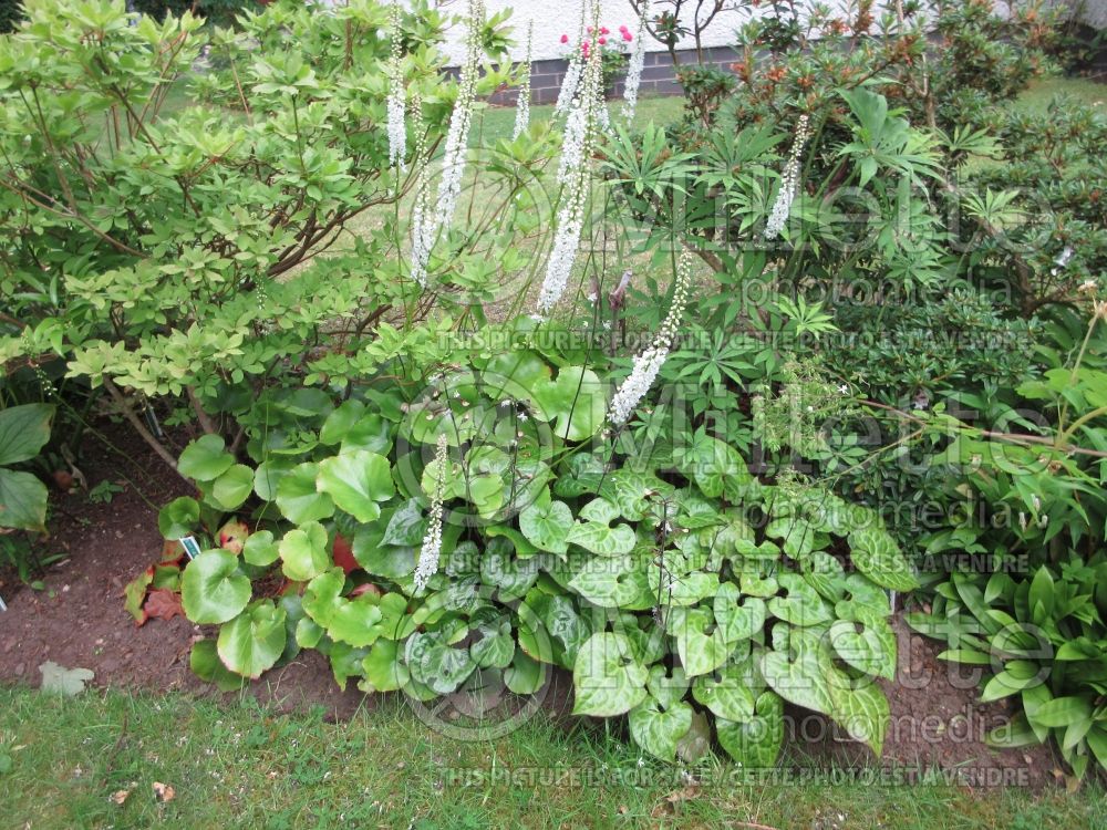 Galax urceolata (beetleweed) 1