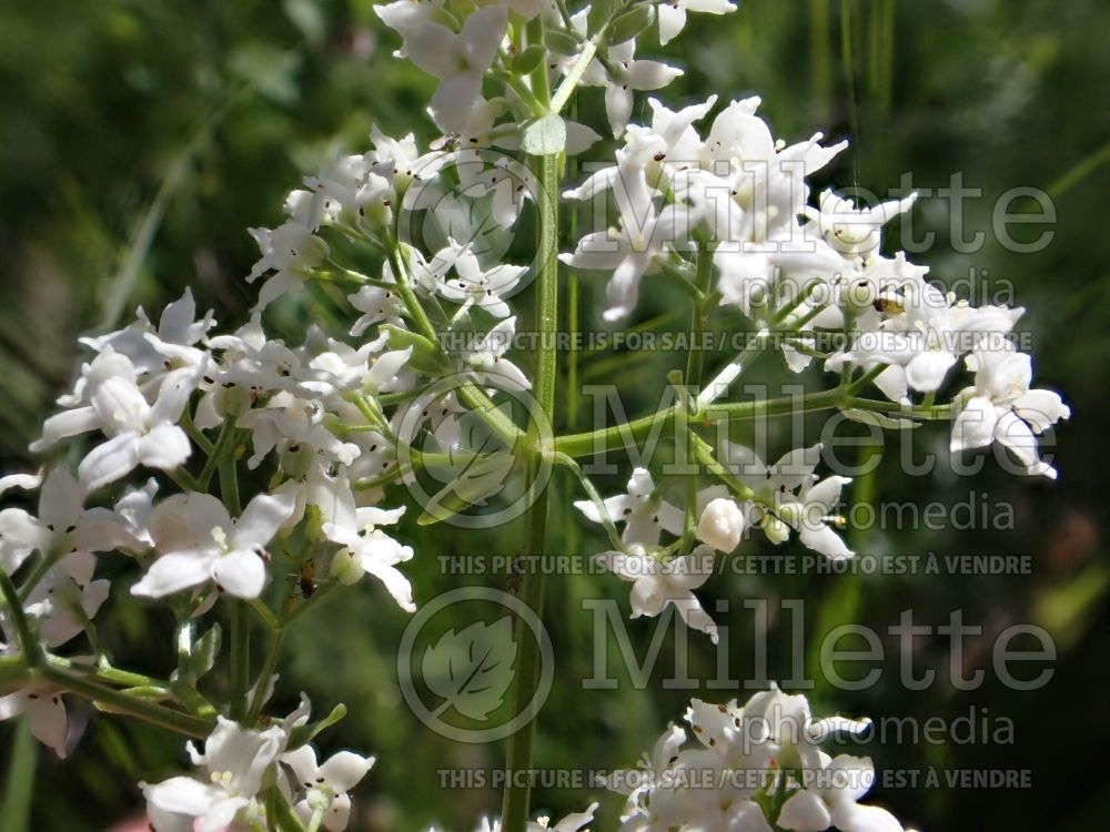 Galium boreale (northern bedstraw) 1 