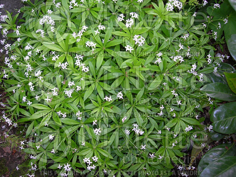 Galium odoratum or Asperula odorata (Woodruff)  2 