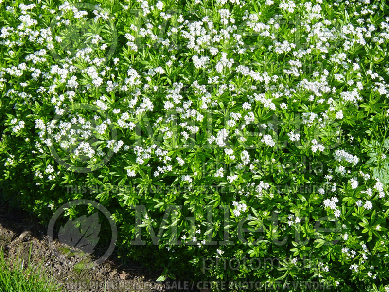 Galium odoratum or Asperula odorata (Woodruff)  3 