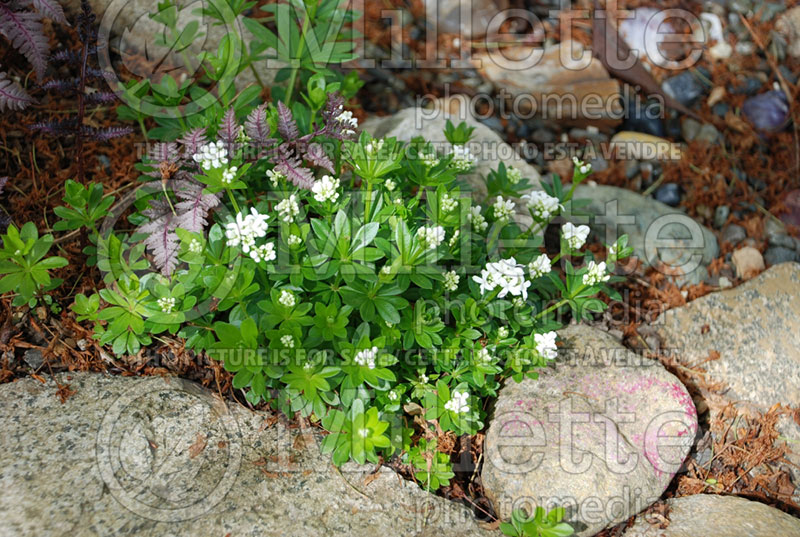 Galium odoratum or Asperula odorata (Woodruff)  4 