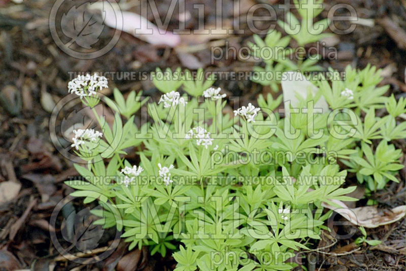 Galium odoratum or Asperula odorata (Woodruff)  1 