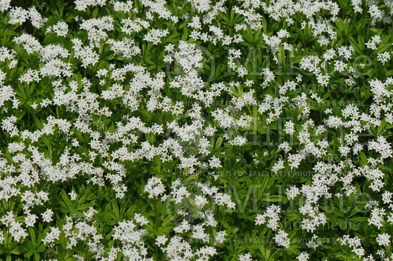 Galium odoratum or Asperula odorata (Woodruff)  5 