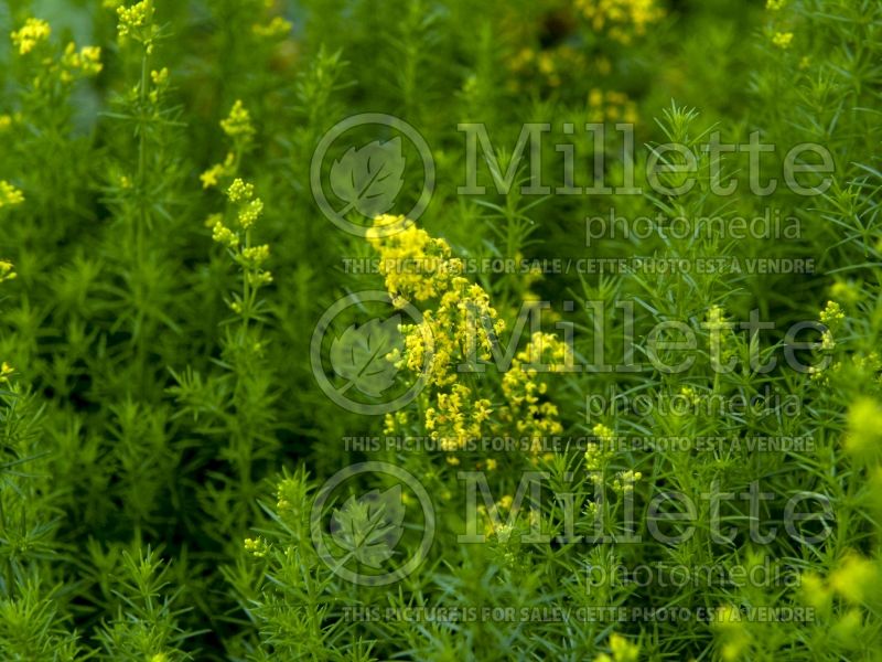 Galium verum (Yellow Spring bedstraw) 7 