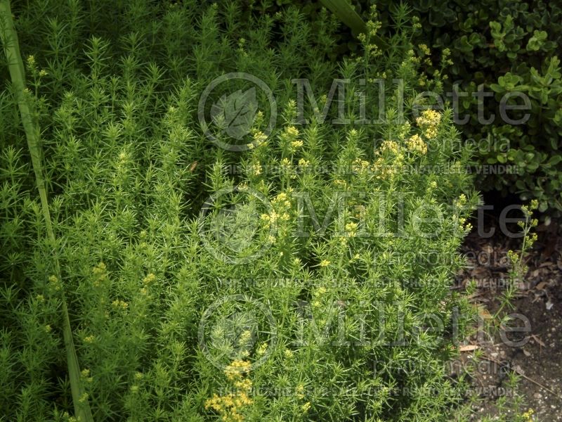 Galium verum (Yellow Spring bedstraw) 8 