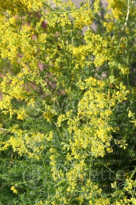 Galium verum (Yellow Spring bedstraw) 1 