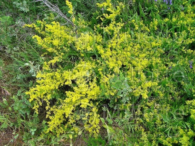 Galium verum (Yellow Spring bedstraw) 5 