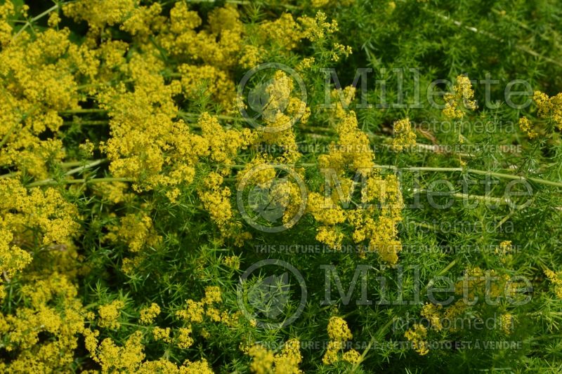 Galium verum (Yellow Spring bedstraw) 4 