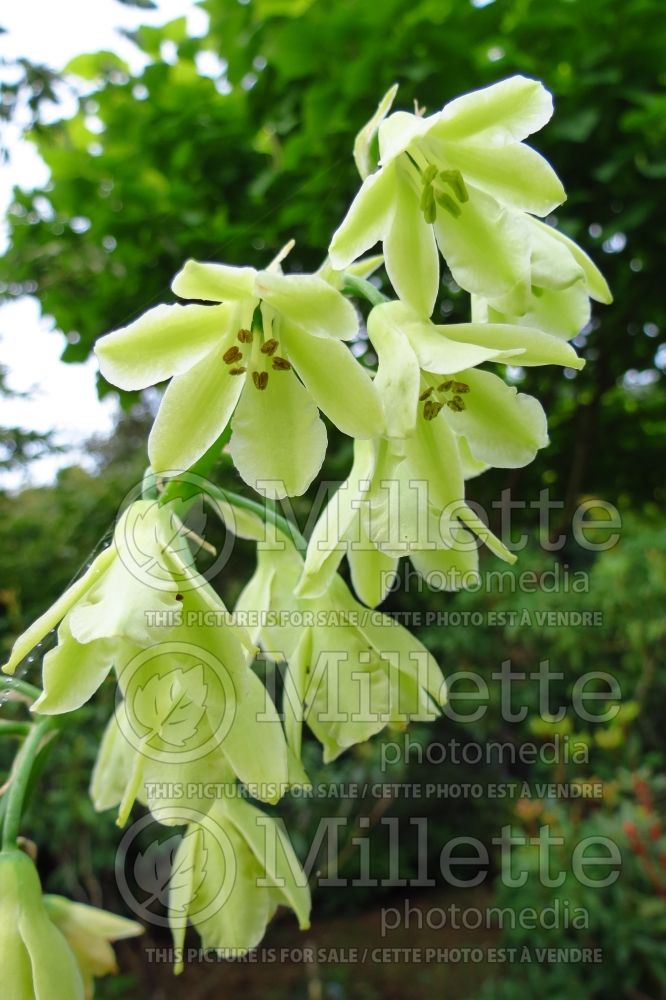 Galtonia viridiflora aka Ornithogalum viridiflorum (Summer Hyacinth) 2 