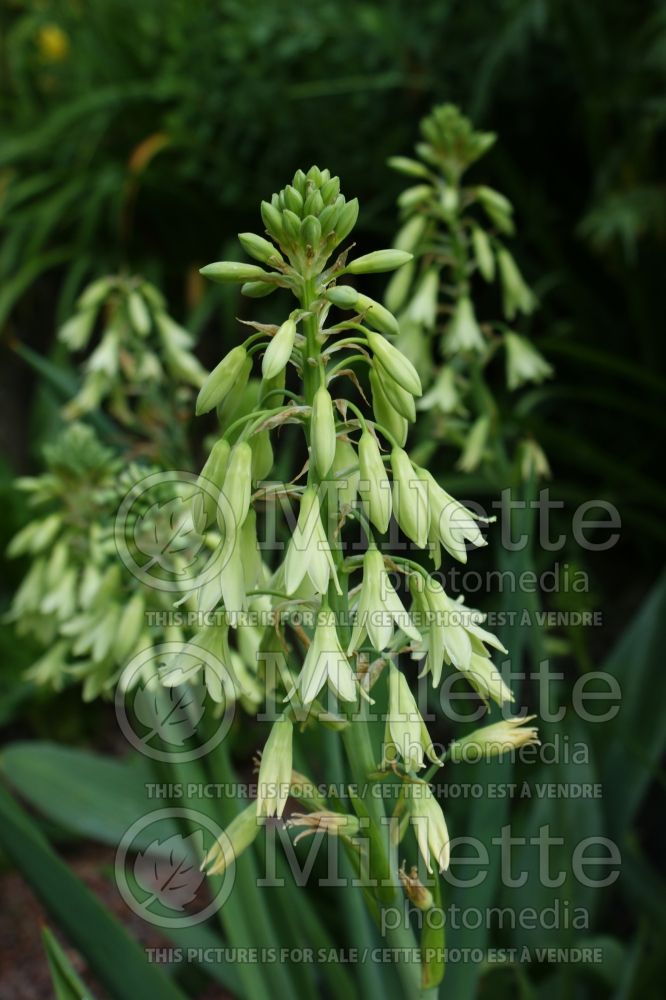 Galtonia viridiflora aka Ornithogalum viridiflorum (Summer Hyacinth) 3 