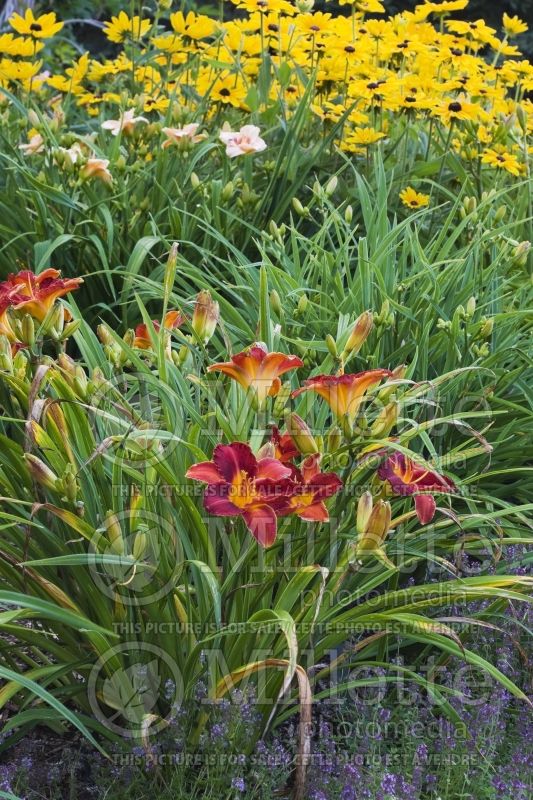 Landscaping of a Garden border with purple Thymus and others 1