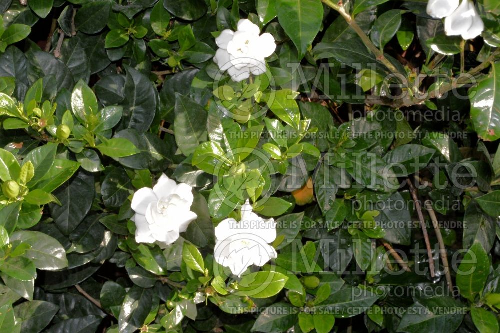 Gardenia Kimura Shikazaki or Four Seasons (Gardenia)  1 