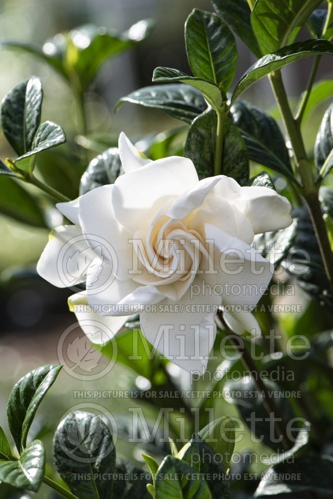 Gardenia Aimee (Cape jasmine) 1 