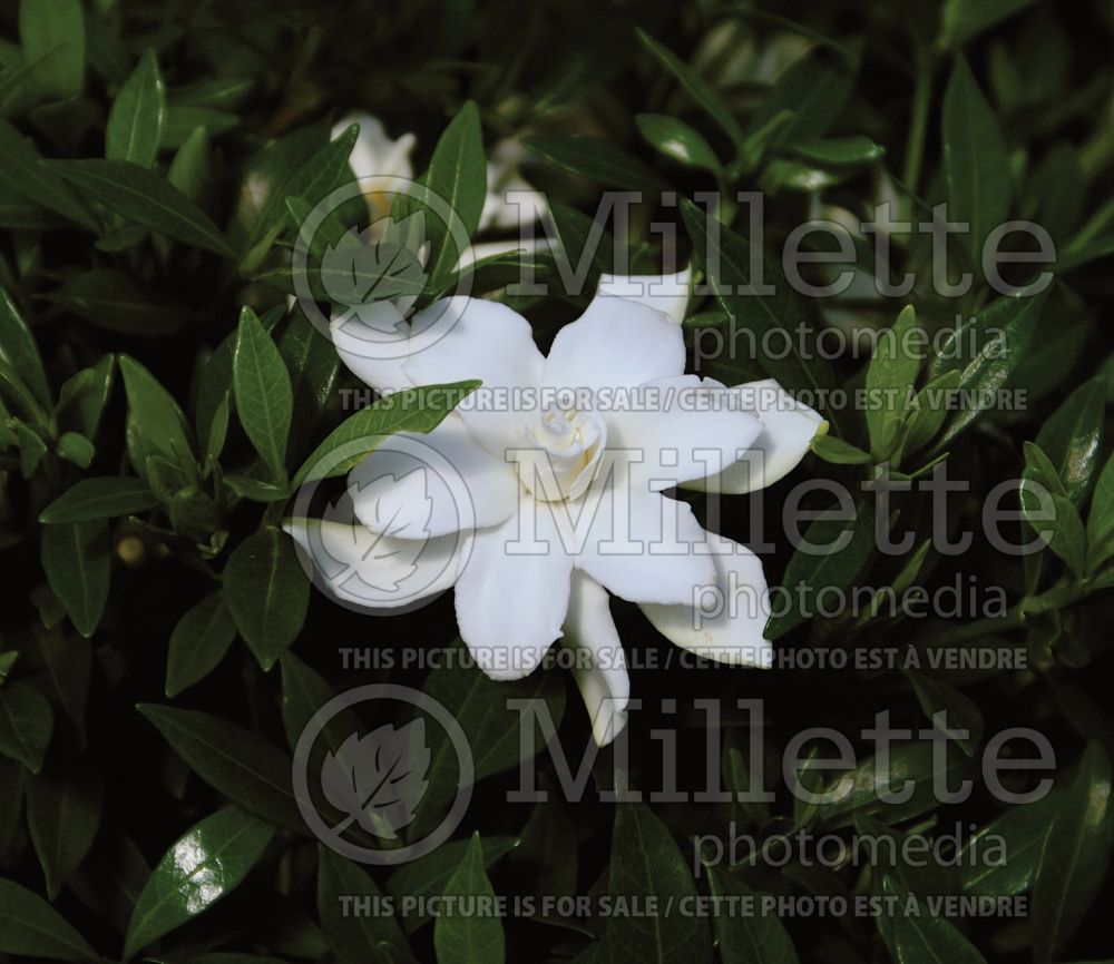 Gardenia Radicans (Cape jasmine) 1 