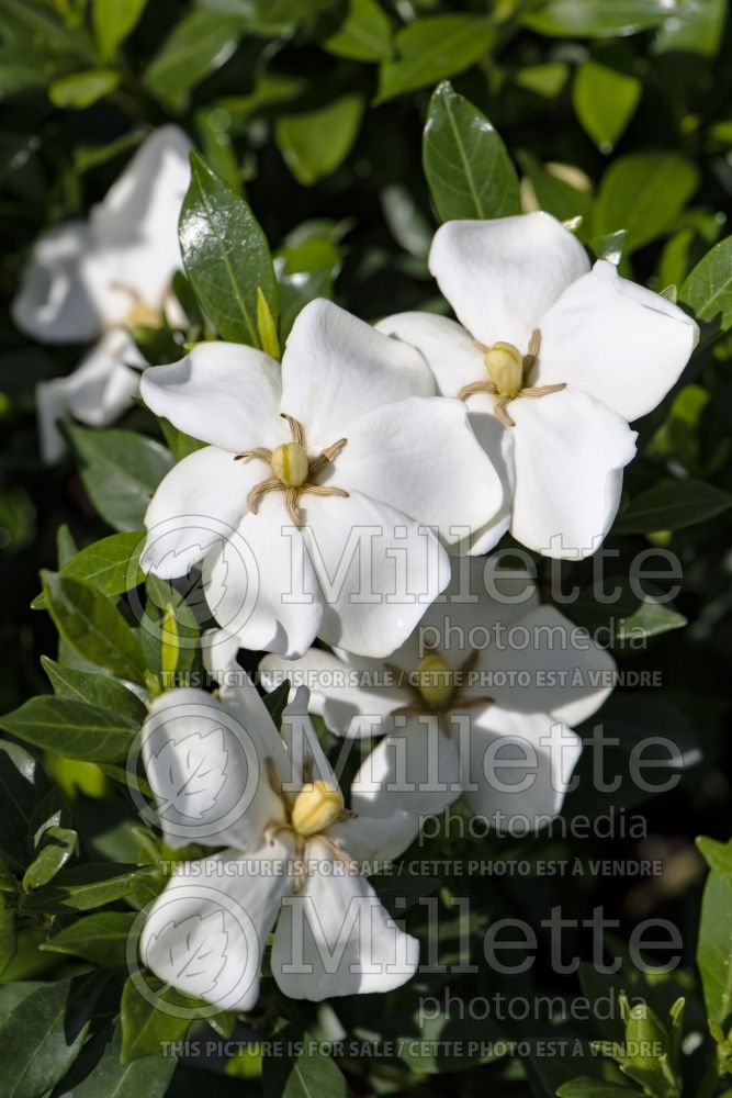 Gardenia Sweetheart (Cape jasmine) 1 