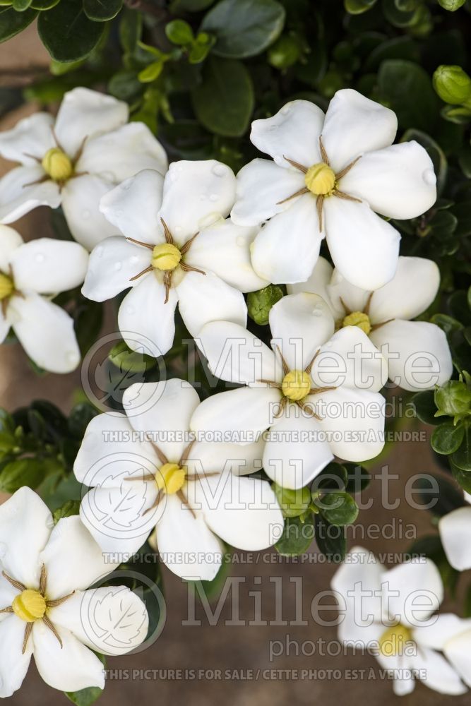 Gardenia White Gem (Cape jasmine) 1 