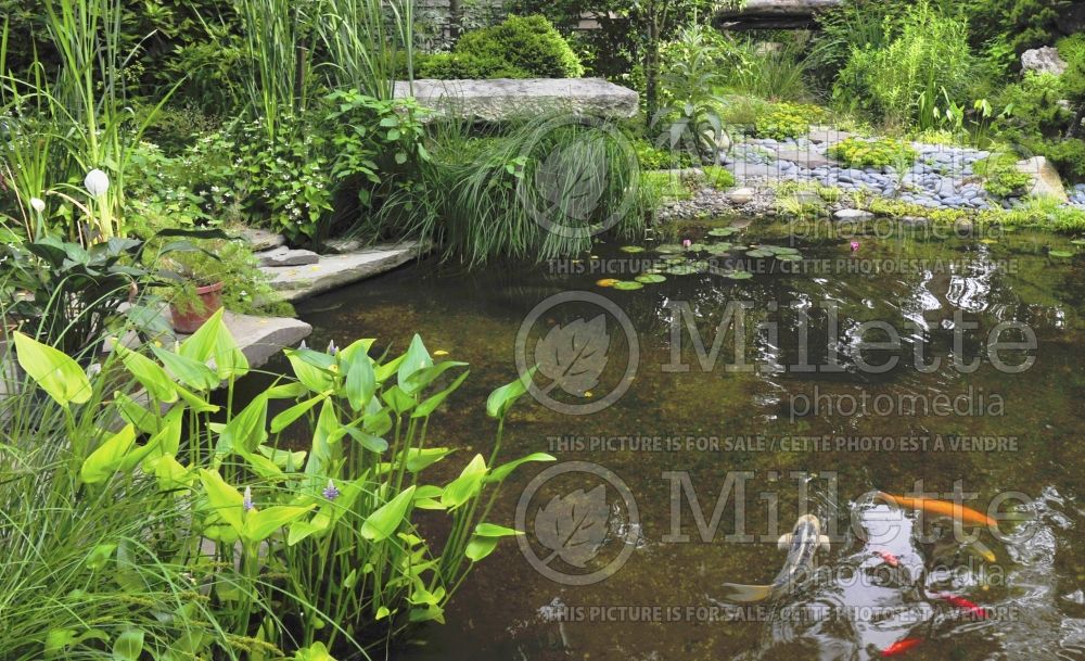 Landscaping ponds and Koi fishes - pond (Landscaping) 2