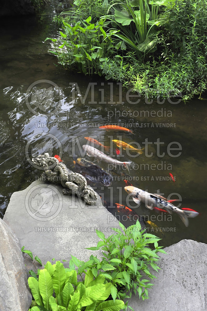 Landscaping ponds and Koi fishes - pond (Landscaping) 3