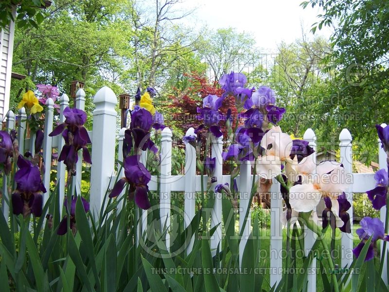 Landscaping of a Garden mixed with iris (landscaping) 1 