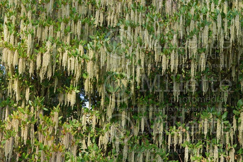 Garrya elliptica (Silk Tassel Bush) 1 