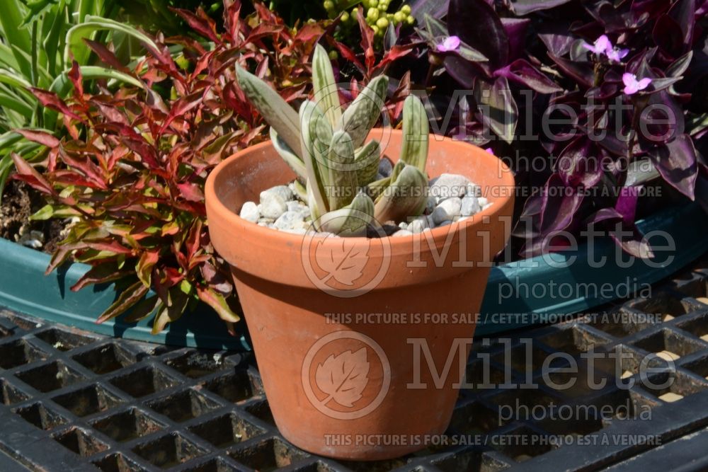 Gasteraloe Green Ice  (Aloe cactus) 1 