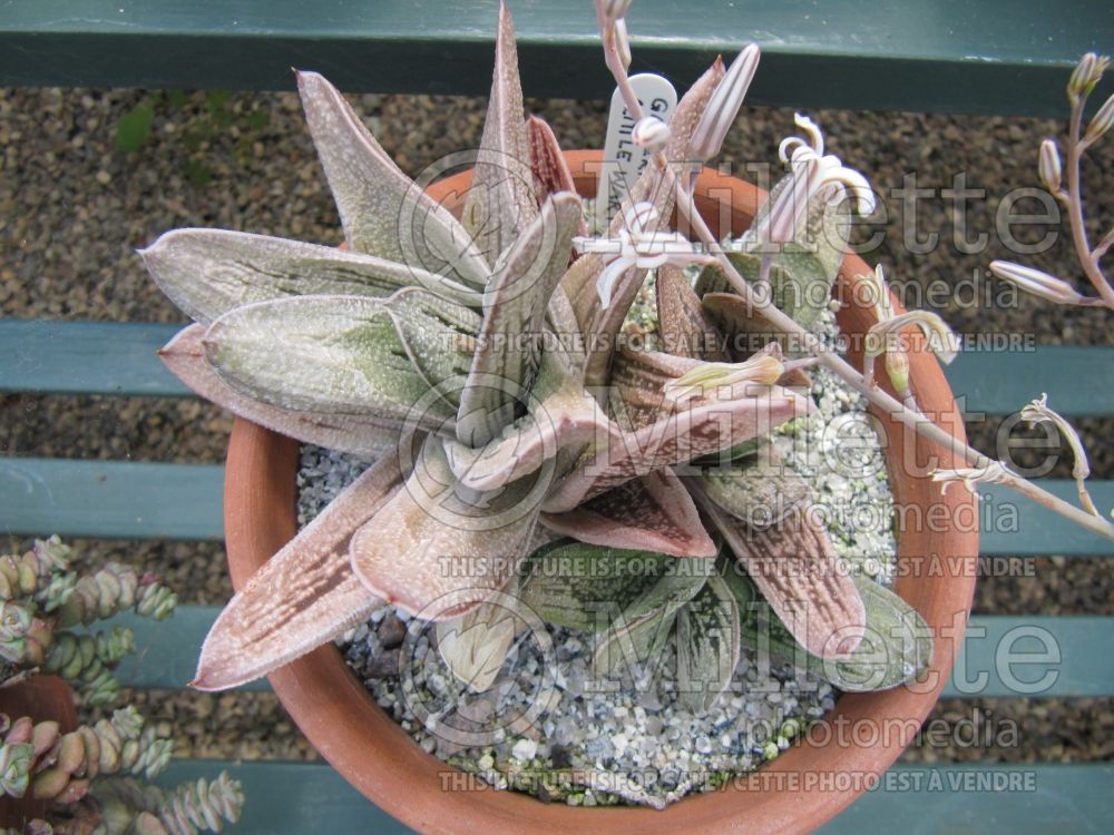 Gasteria Little Warty (Red-tipped aloe cactus) 2 