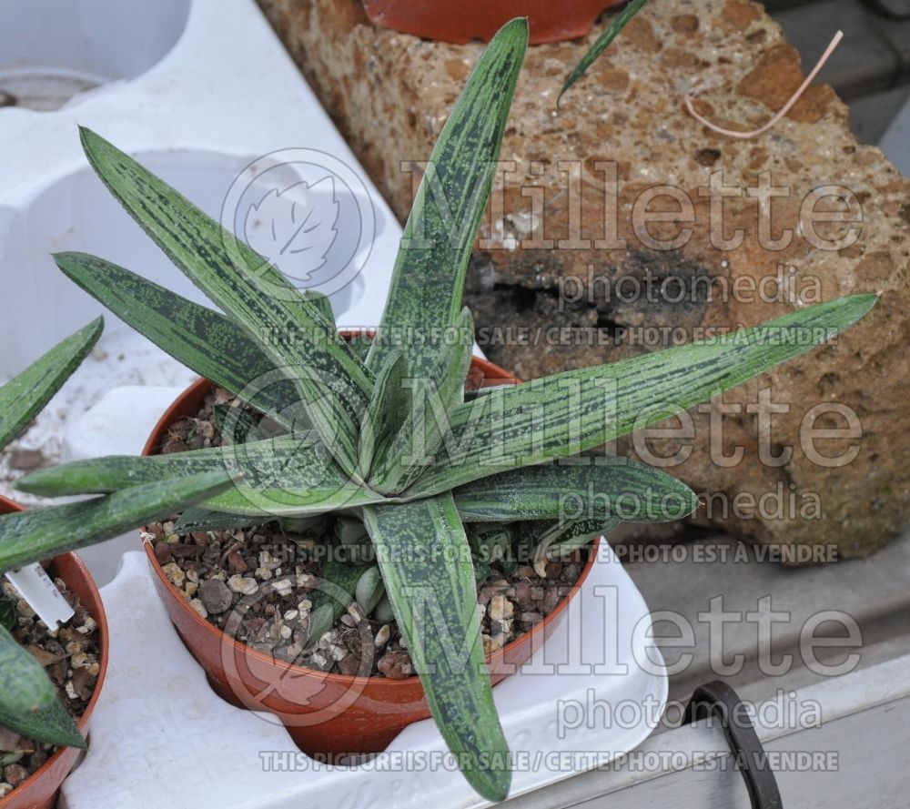 Gasteria Little Warty (Red-tipped aloe cactus) 1 